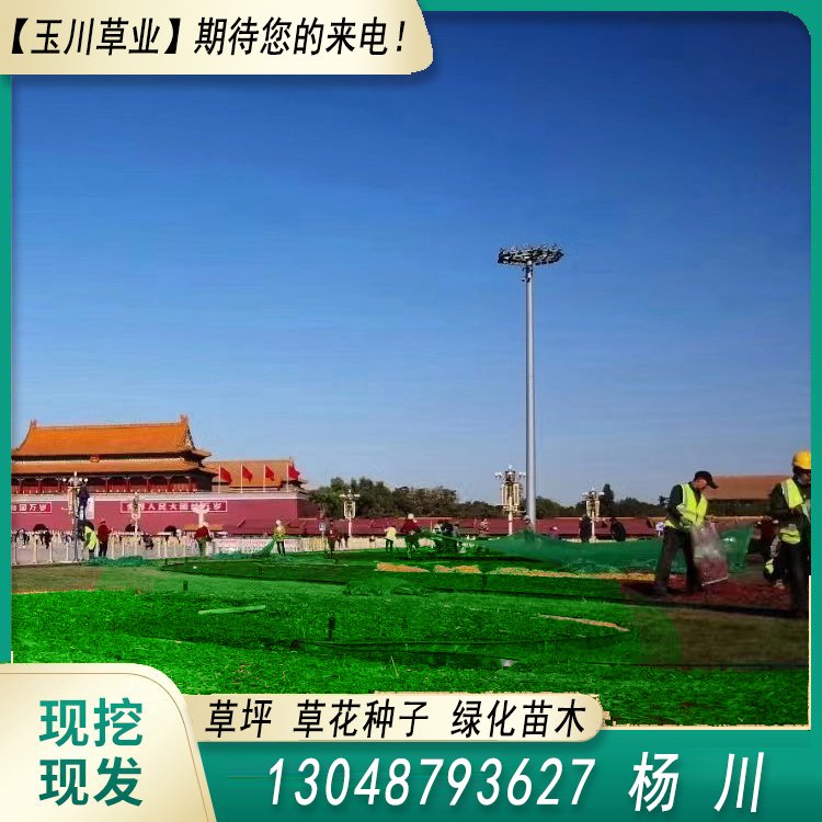 玉川草坪 自產(chǎn)自銷 馬尼拉 百慕大 果嶺草 蘭引三號約3.86元